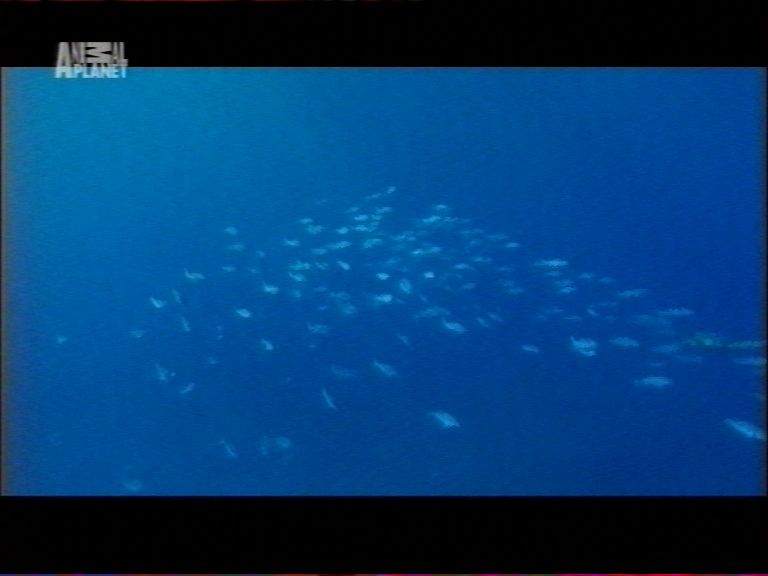 Animal Planet (121124-190448-784).jpg